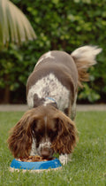 Ziwi Peak Air Dried ChickenDog Food
