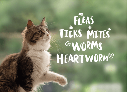 NexGard SPECTRA Spot-On for Cats