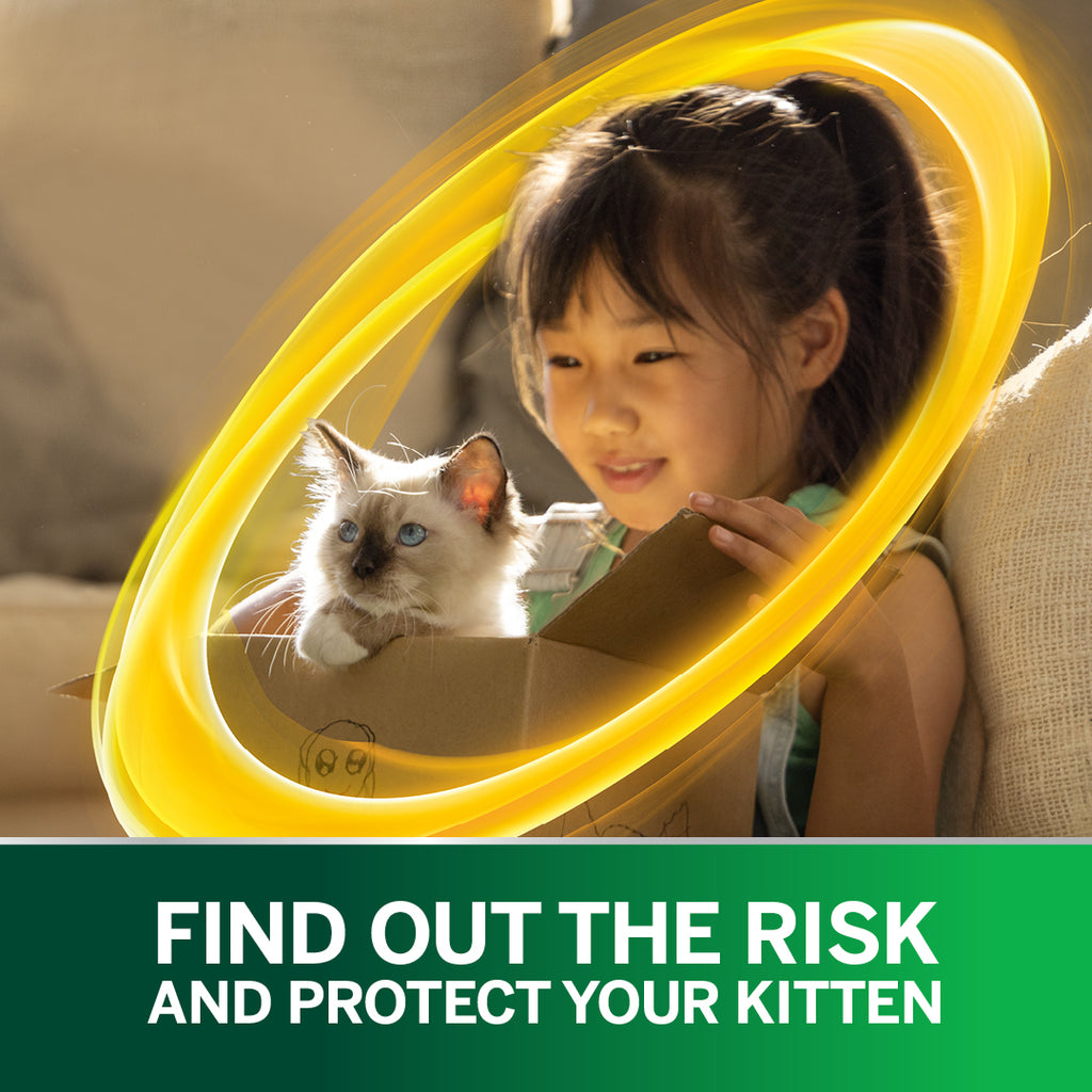 NexGard SPECTRA Spot-On for Small Cats & Kittens 0.8 - 2.4kg (6-Pack)