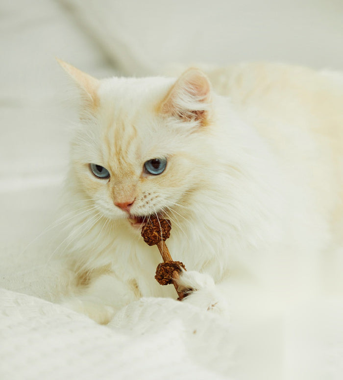 White fluffy cat chewing a Cattem Kebab silvervine matatabi chew stick